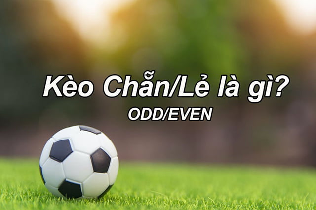 Gà trống sống loại Soco88 - Soco88