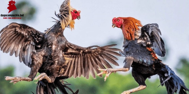 Cách chơi bài Nohu hiệu quả - Nohu