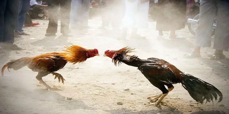 Các yếu tố để đánh giá các công ty game cấp Dv88 - Dv88