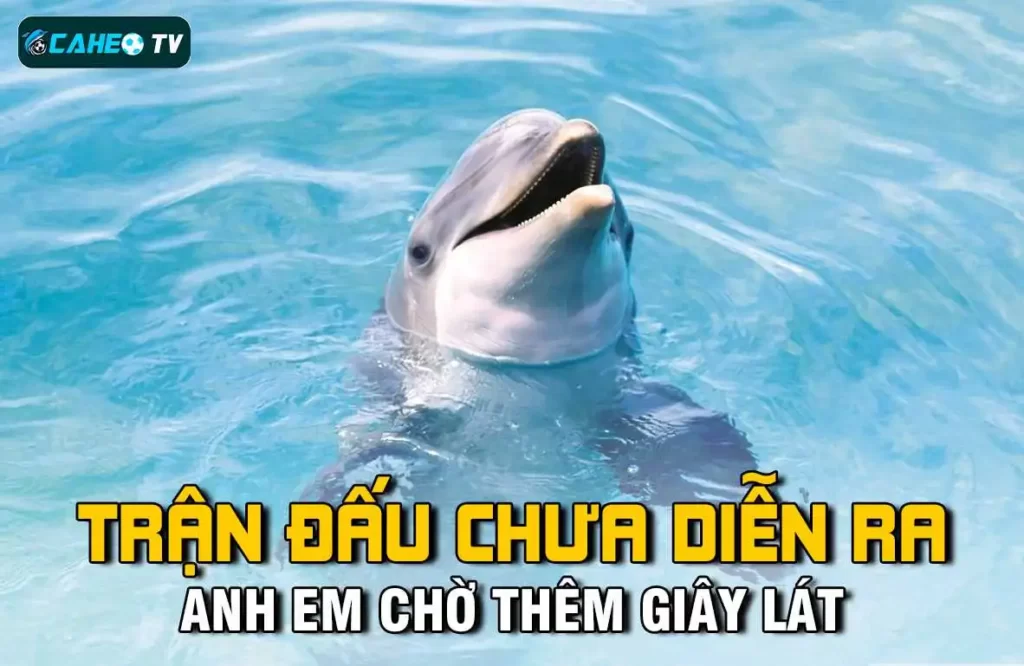 Các tùy chọn di động Sodo luôn sẵn sàng - Sodo